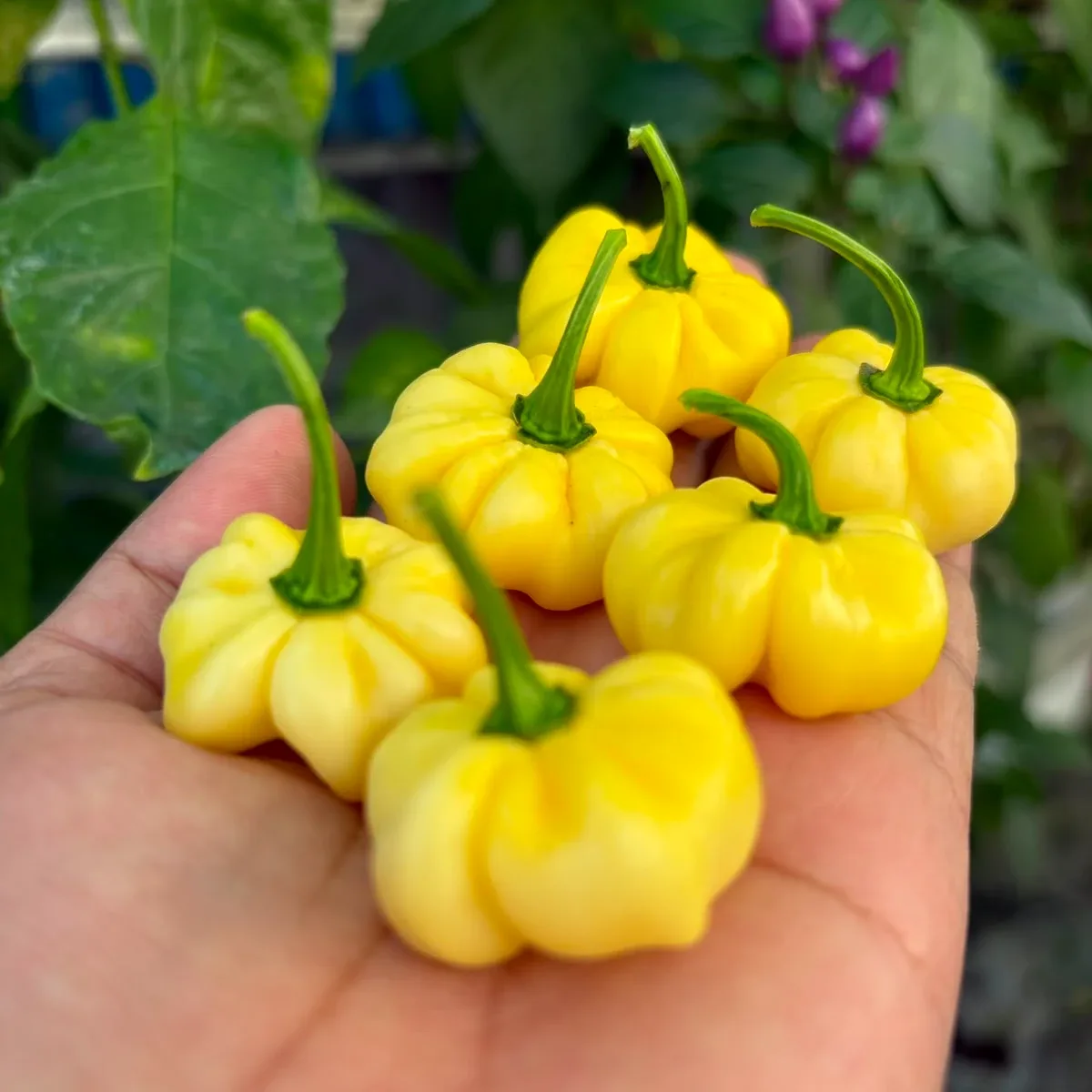 7 Pot White 2