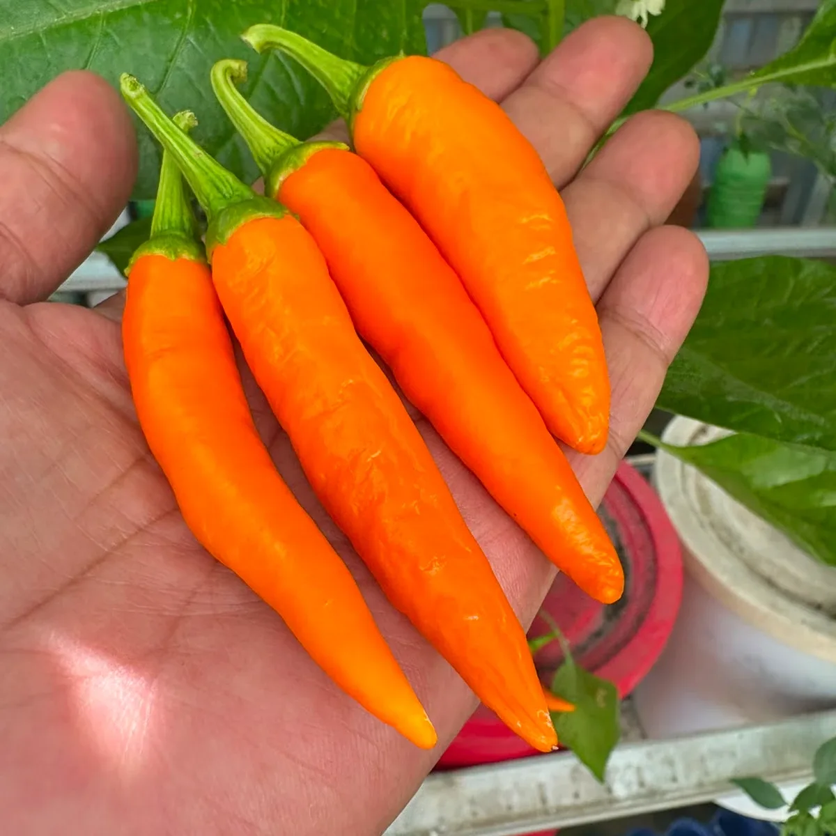 Bulgarian Carrot 2