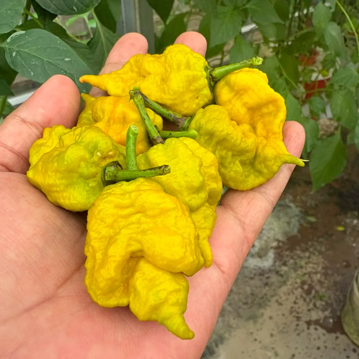 Carolina Reaper Senape 2
