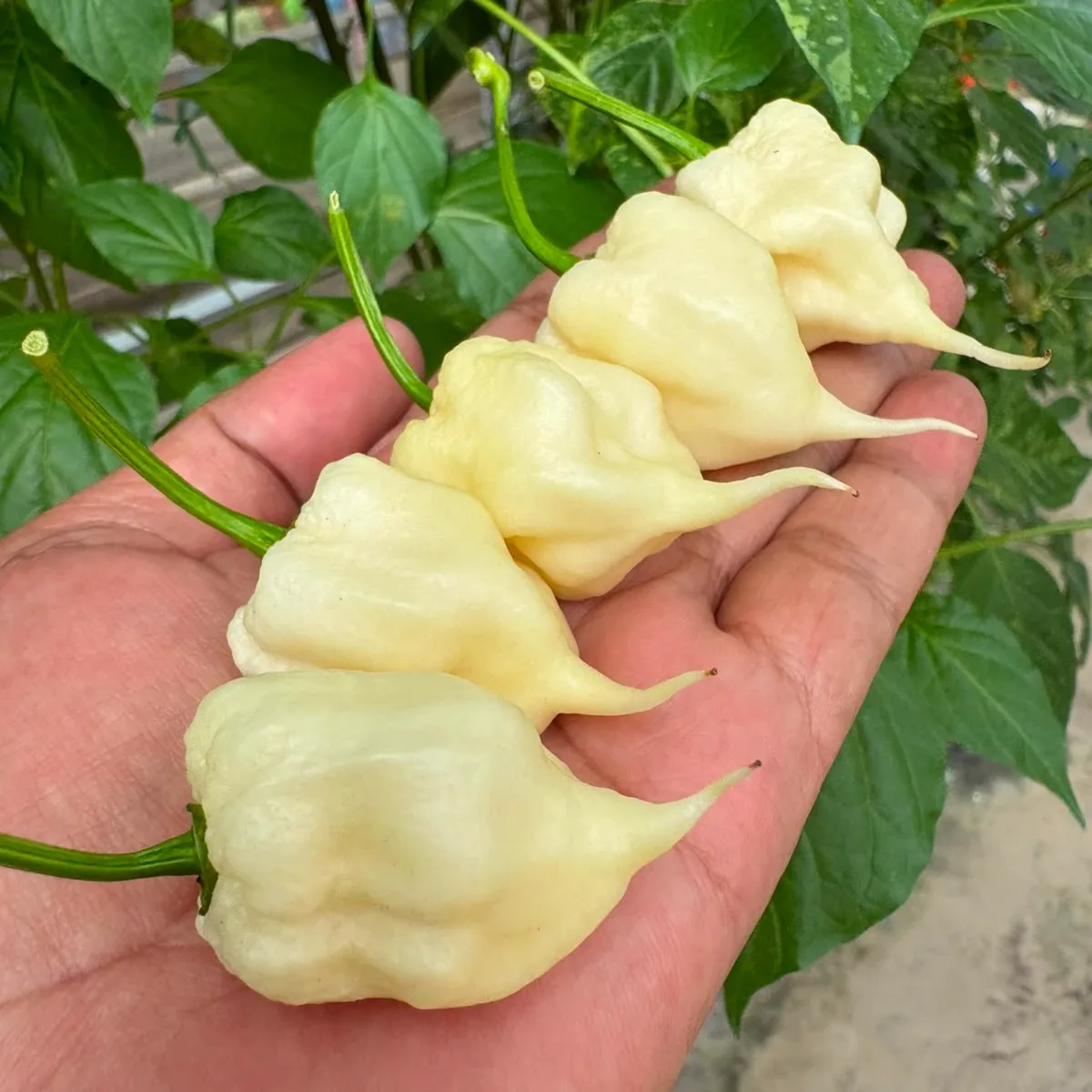 Carolina Reaper White