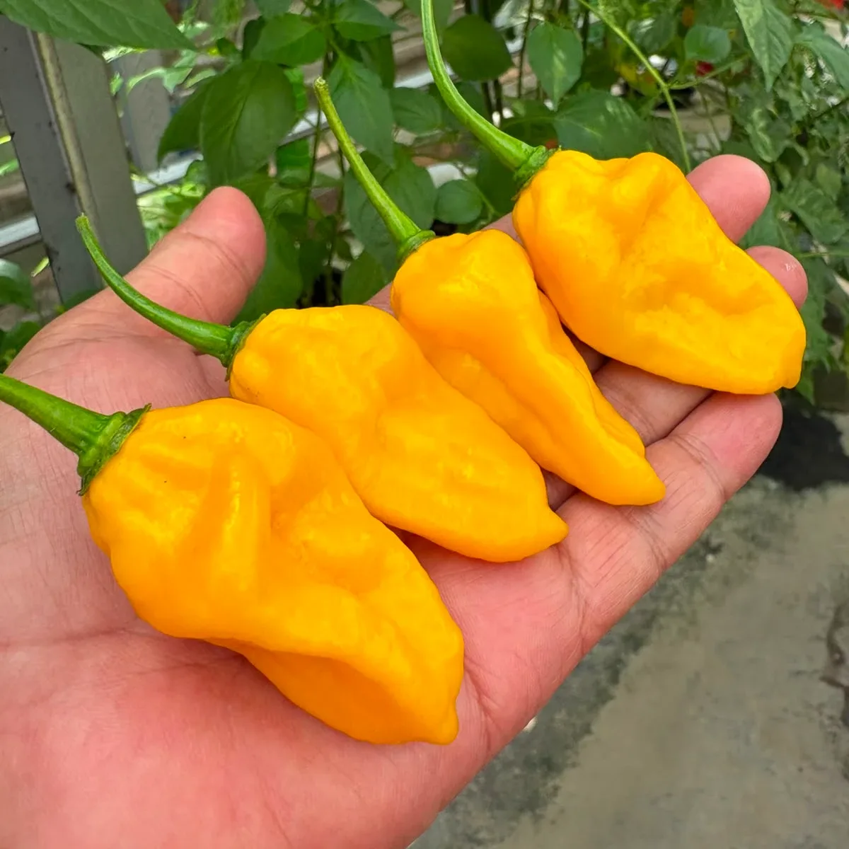 Fatali Yellow