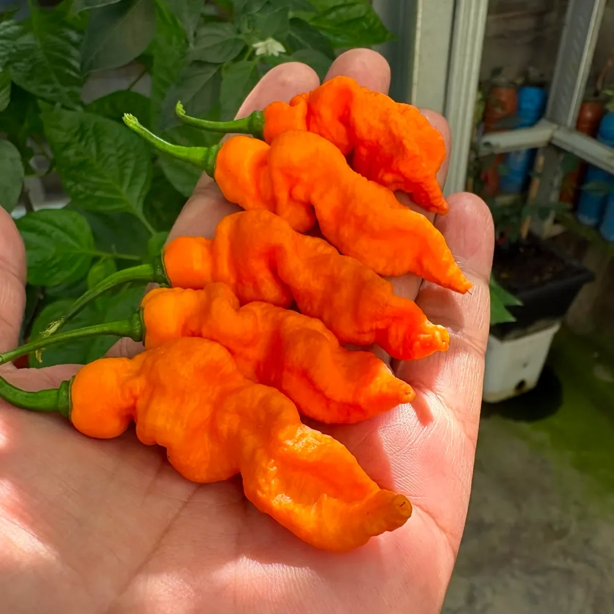 Jays Ghost Orange 2