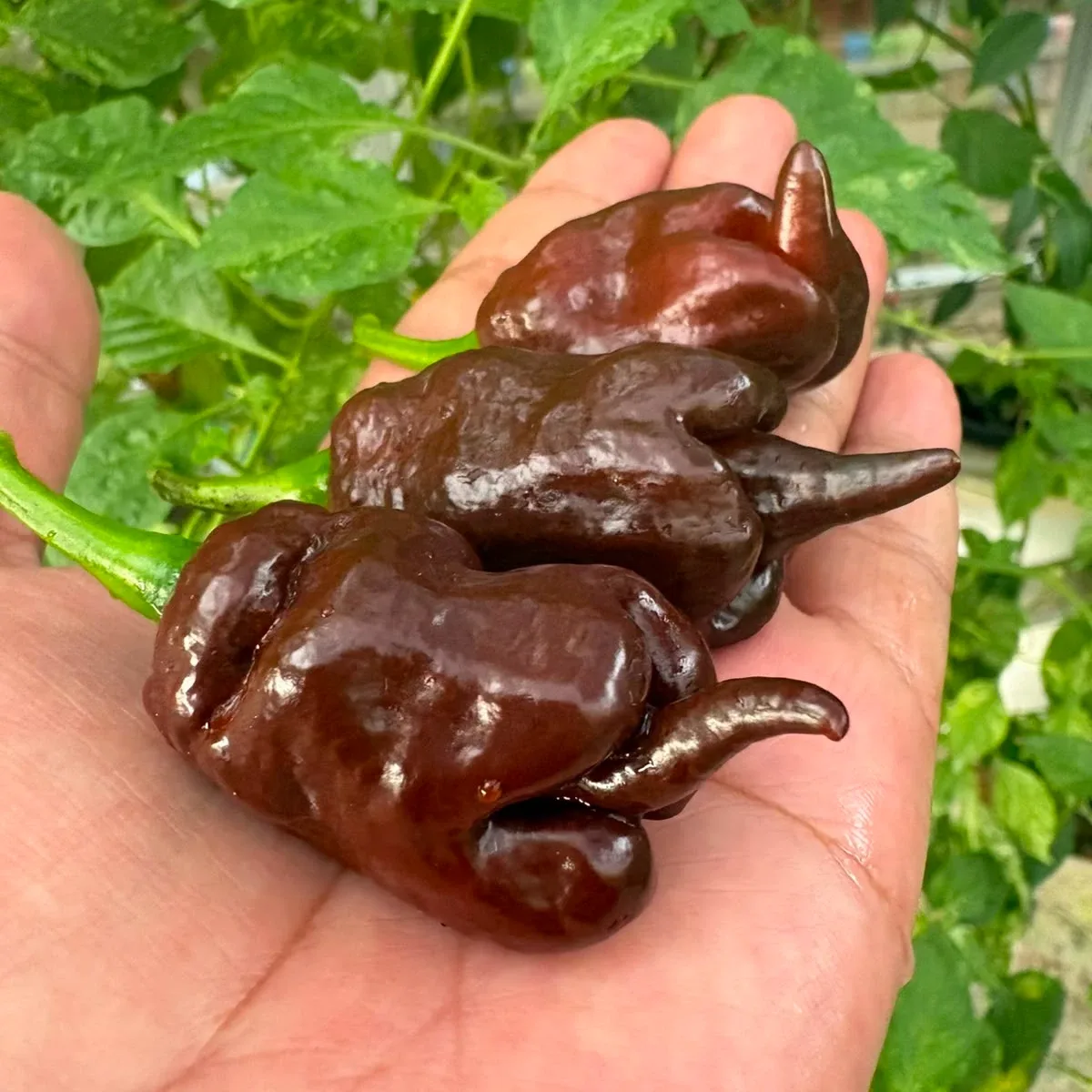 Rhimmerhus Funstrain Choco
