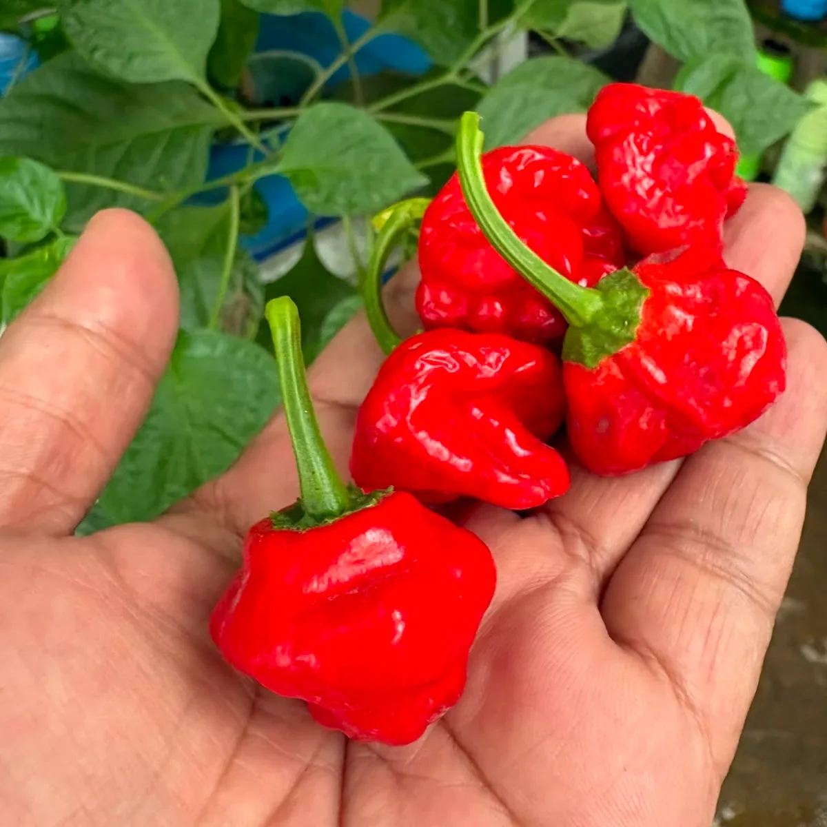 Scotch Bonnet Red 2